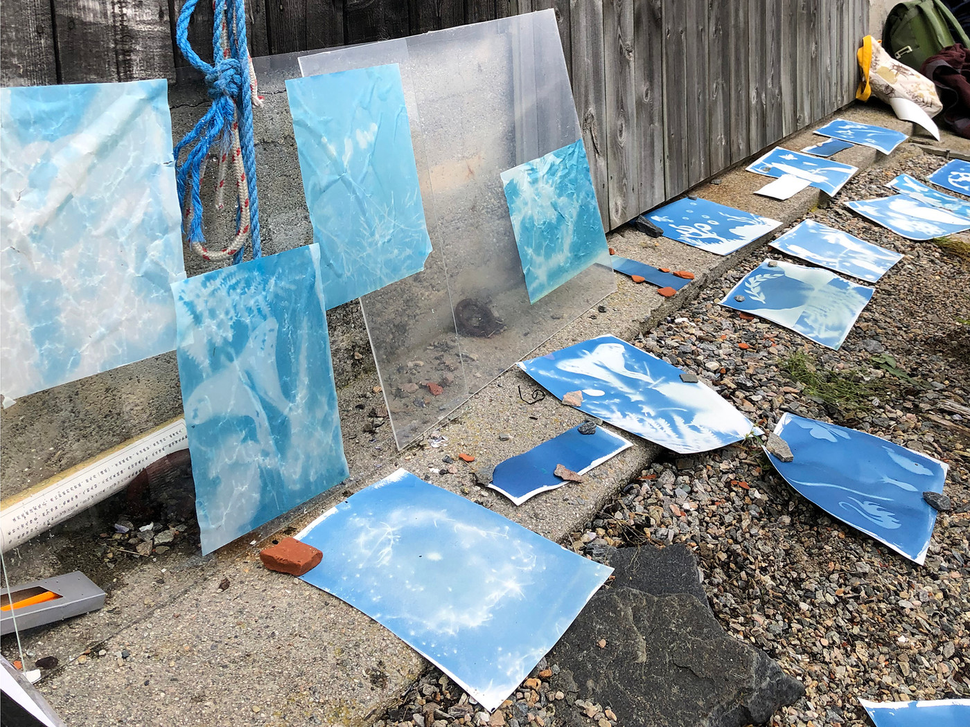 A colour photo of around twenty cyanotypes laying outside on the ground and an a fence.