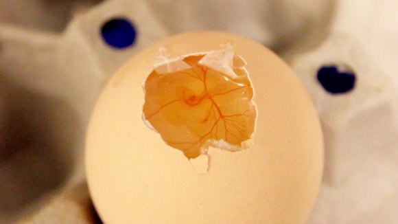 Egget2