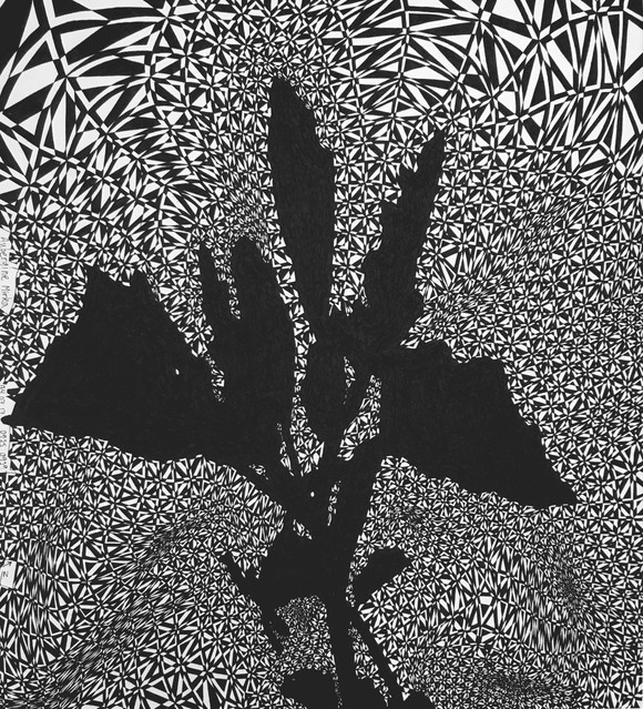 Aubergine mirka. 04.07.17. 09 25>09 29. (2017) tusjtegning. 42x38,5cm