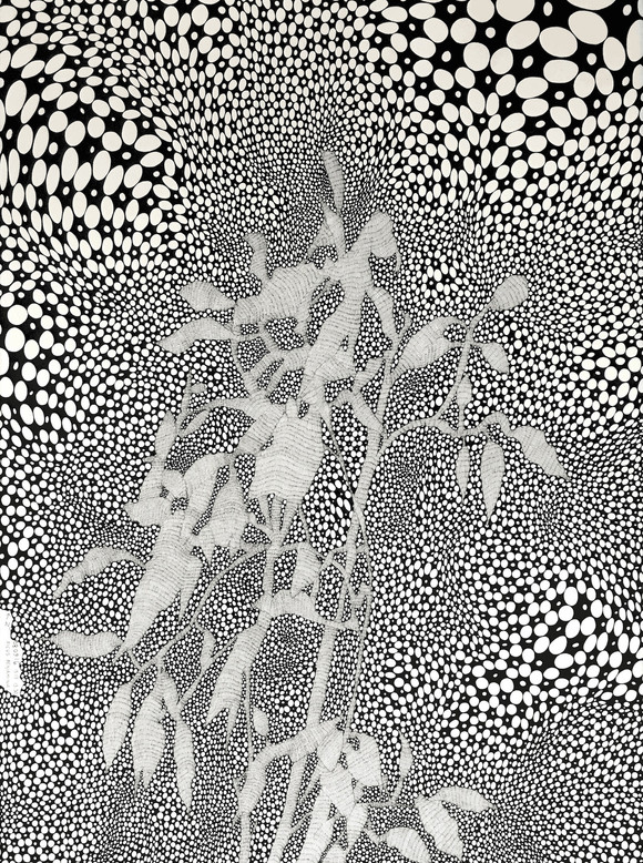 Ficus benjamina. 08.09.16. 13 17>13 30. (2016) tusjtegning, 76x56cm. kopi