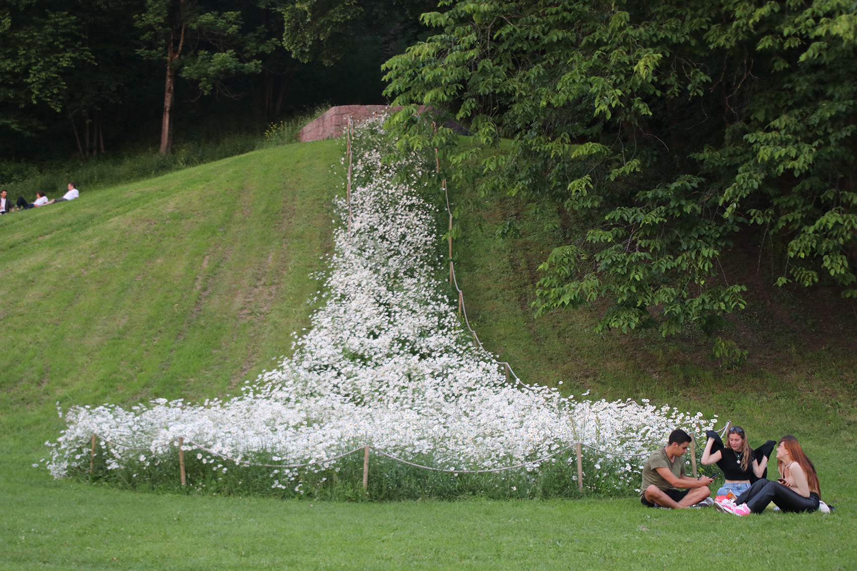 Colourphoto of a steep grass slope in a park. In the middle there is a large, elongated are with white blooming flowers. Trees in the background and tow small groups of people sitting on the surrounding lawn.