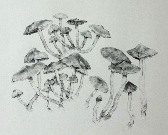 Emilie skogstad aasheim, slørsopp surprise webcaps, blyant på papir, kalkérpapir, 47x58cm, 2017.