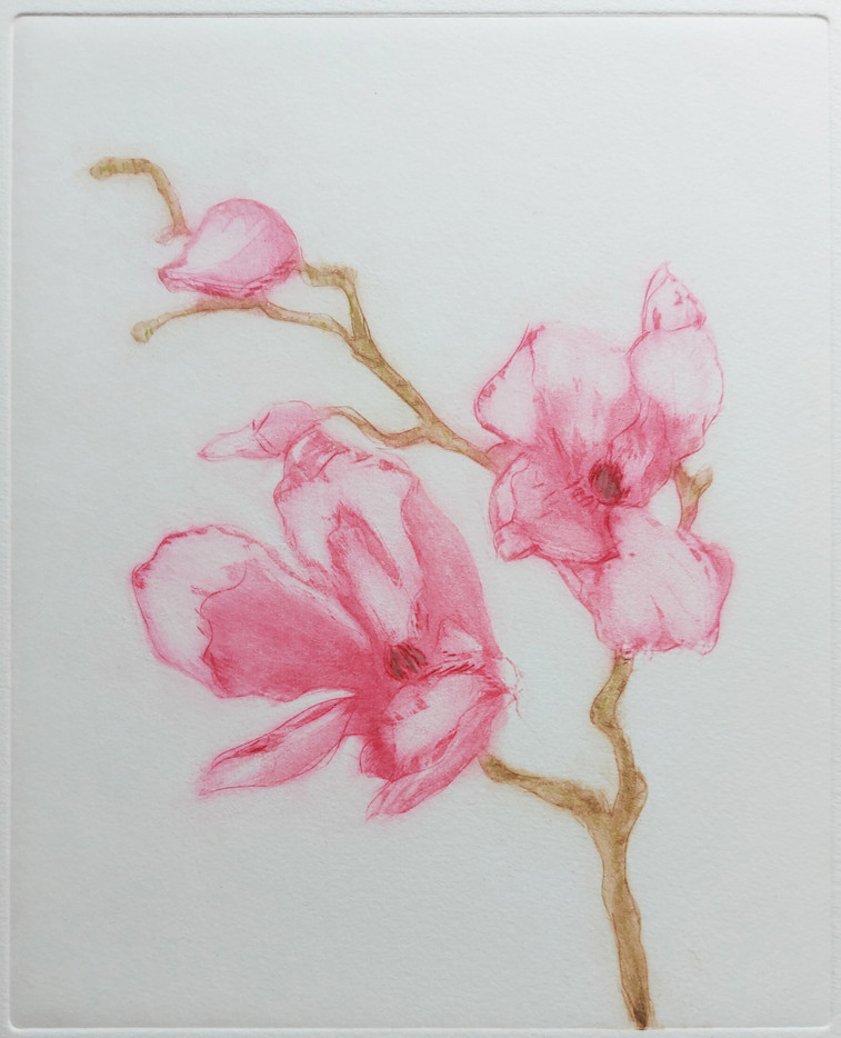Magnolia (pink), Kirsti Aasheim, aquatint etching, 18,5x22 cm, 2023