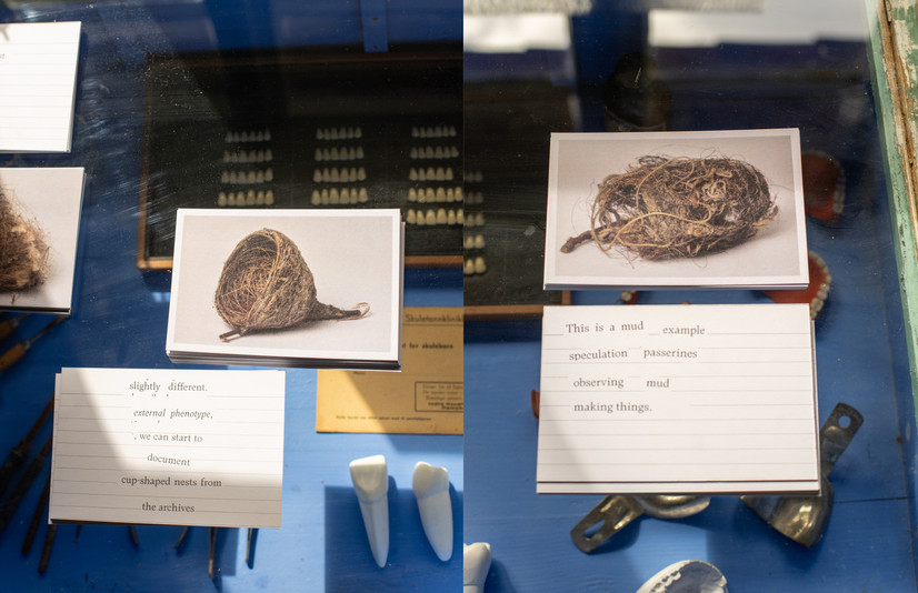Postcards depicting nest specimens from museum archive