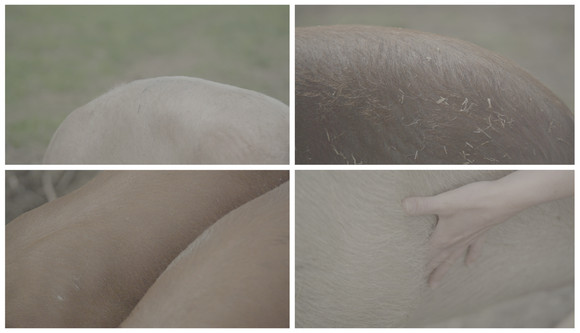 The boundary object 1