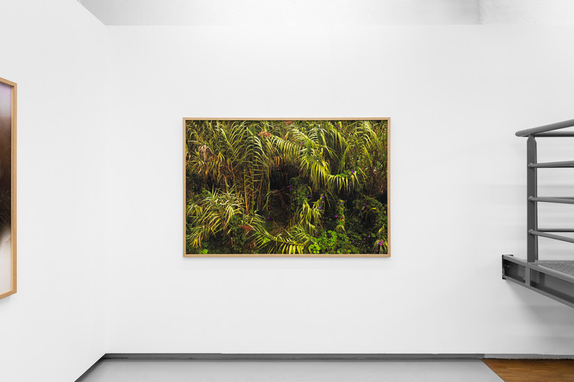Fotografi, print, skog, jungel