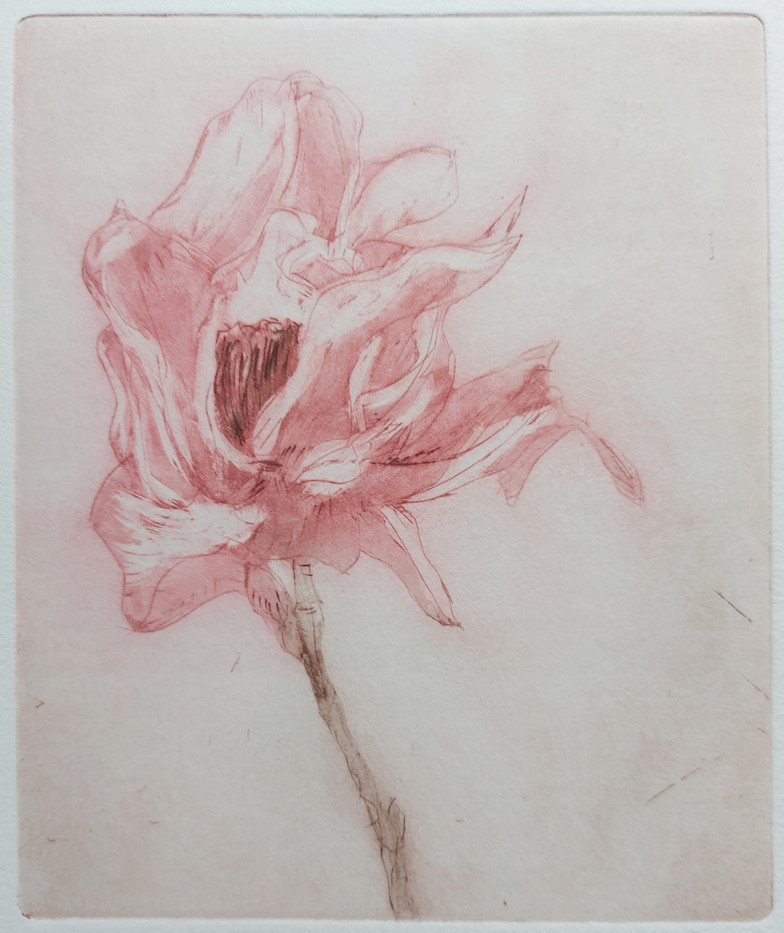 Pink Beauty, Kirsti Aasheim, aquatint etching, 14x17 cm, 2023