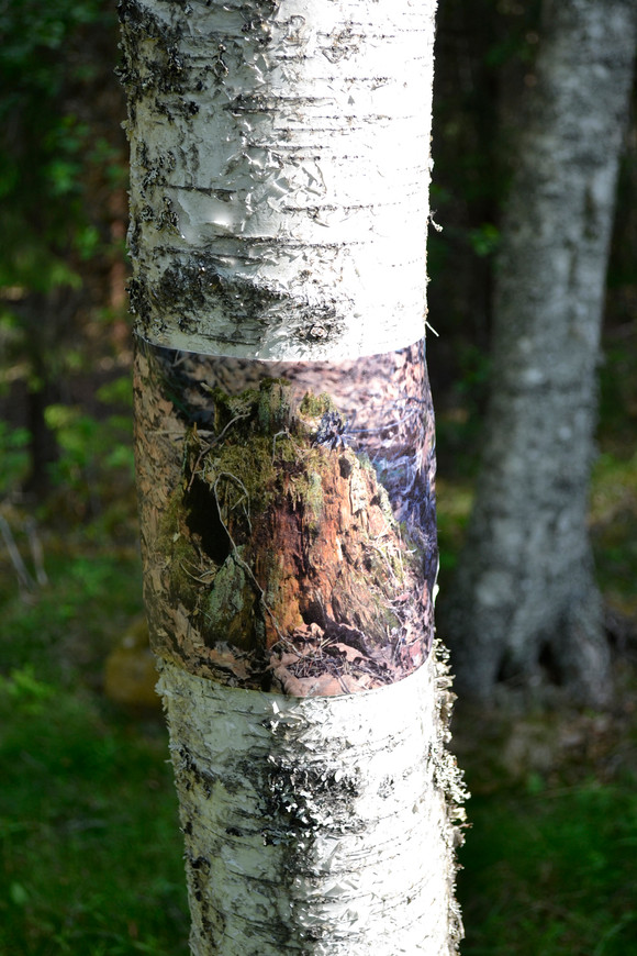 Trepåtre