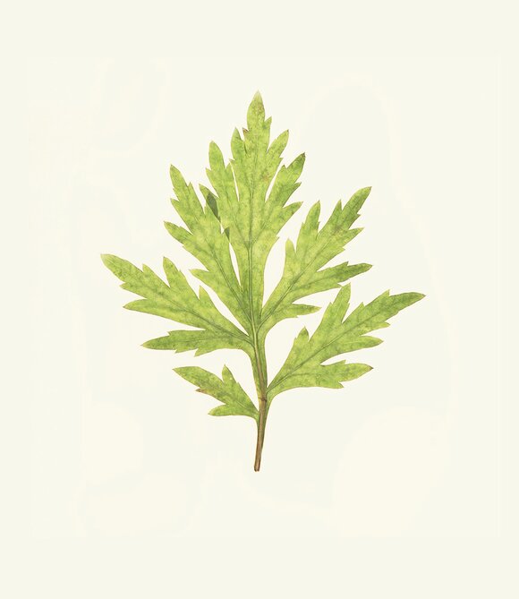 Mugwort