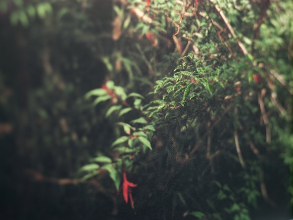 Detail fuchsia magellanica : hardy fuchsia