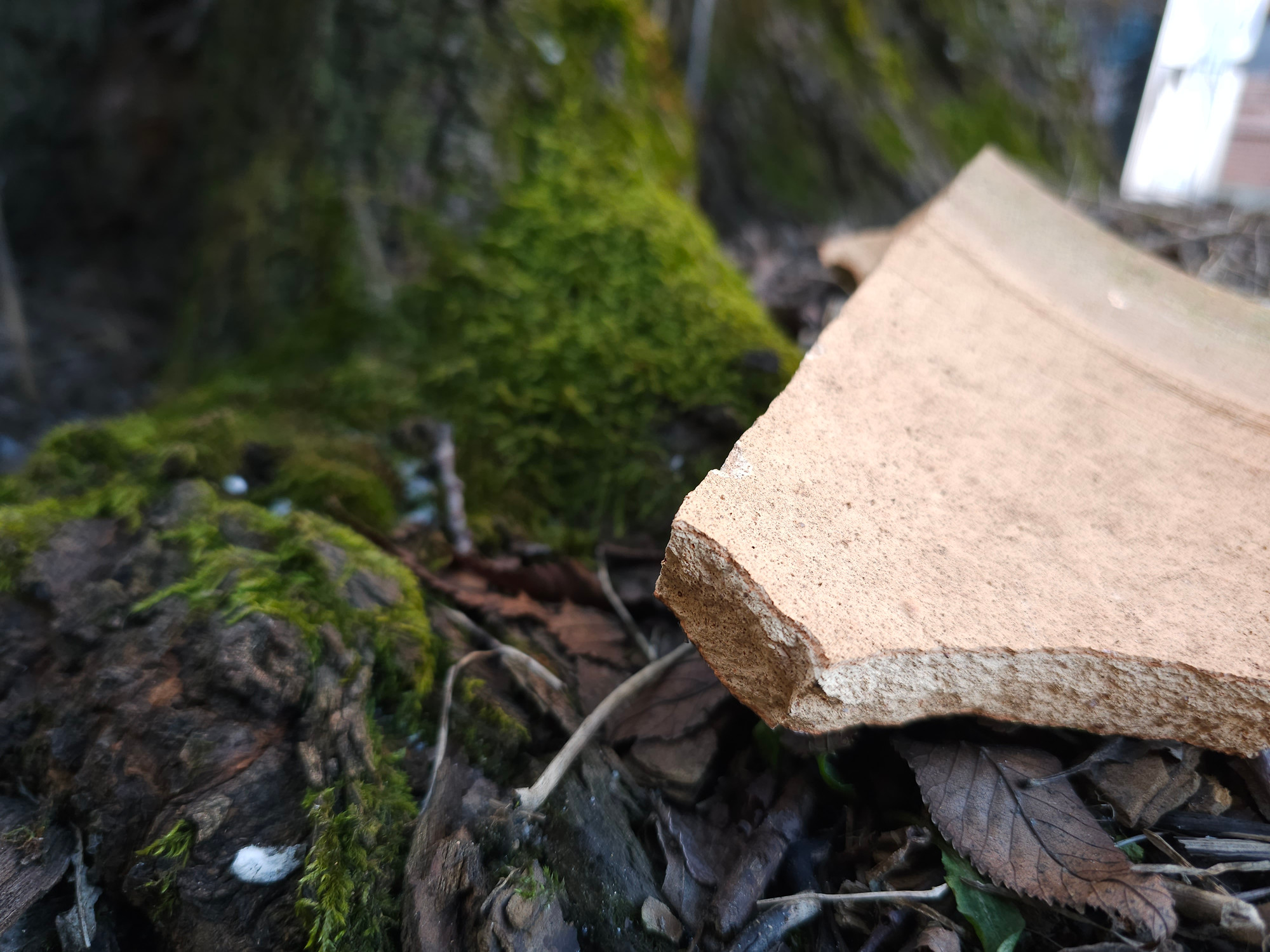 A closeup image of a piece of ceramic laying on top of brown decaying leaves. In the background the stem of a tree with moss growing on it.