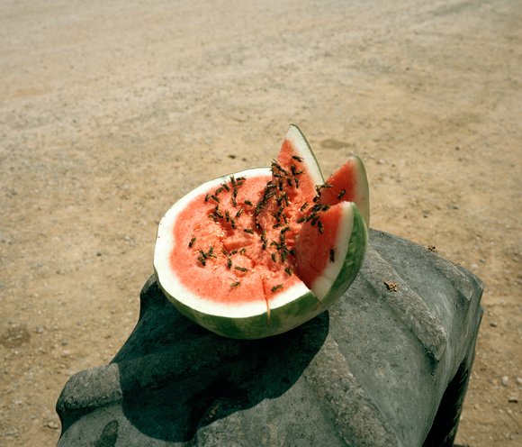 01 melon collie