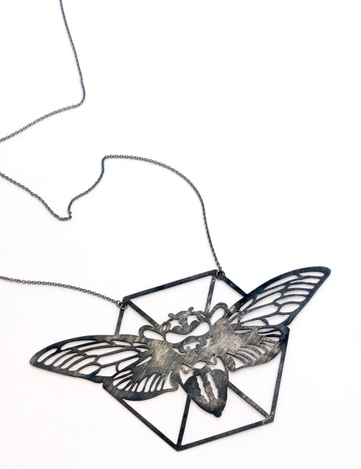 Cicada