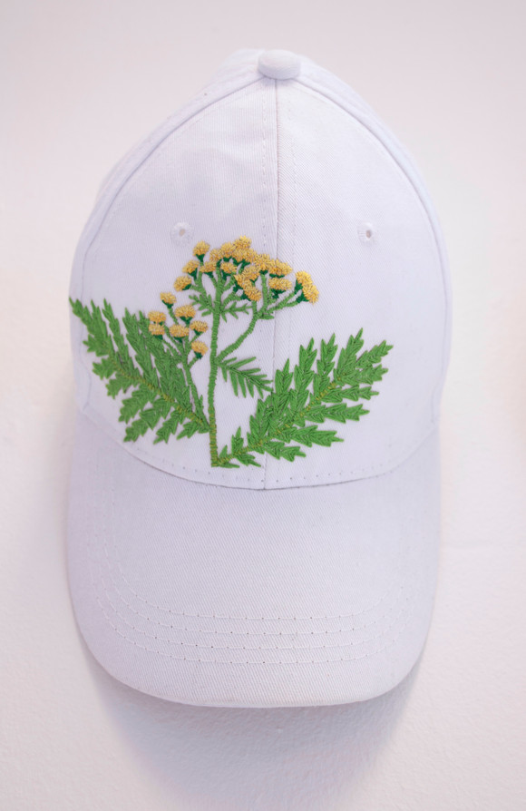 Tanacetum vulgare 2017