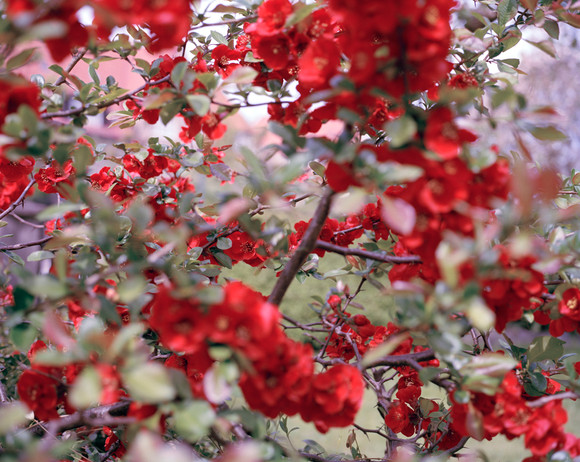 Marius schultz red flower 2016