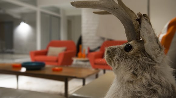 Rabbit