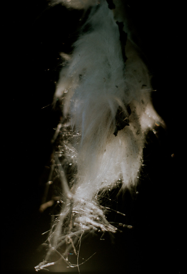 A feathered object glows from a backlight sparkling.