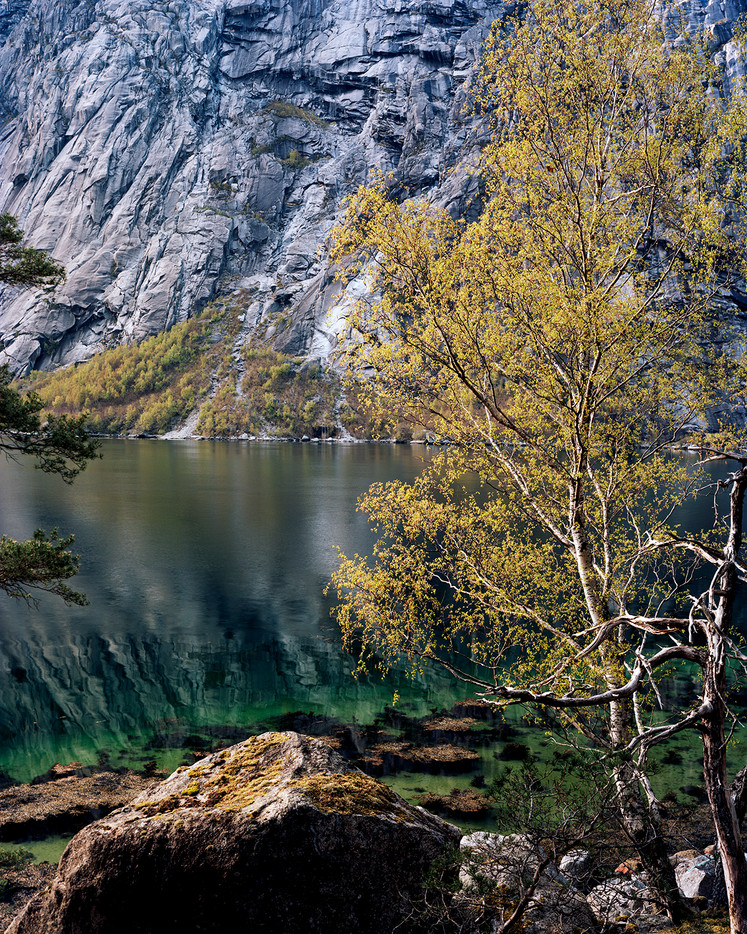 Stående fotografi av en bjørk ved en fjord med en fjellvegg i bakgrunnen.