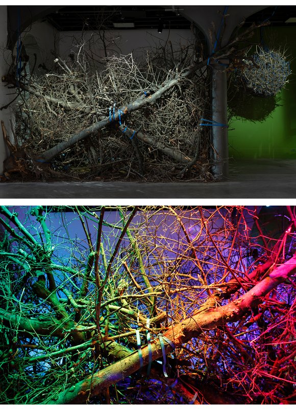 The nest