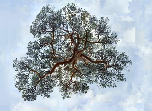 Et 01 72dpi flying pine 01