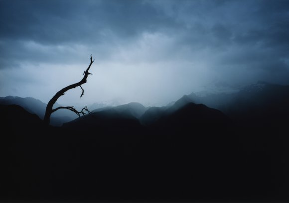 Sort gren:black branch