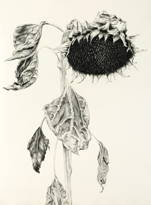 Karen aarre, helianthus,80x110cm, kull og blyant på papir, 2018